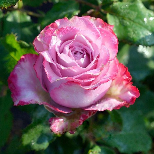 Купить саженцы розы чайно-гибридной Дип Вотер