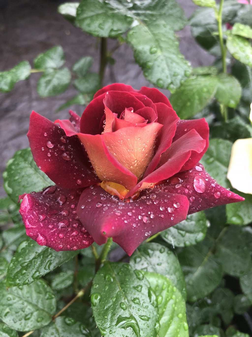 Купить саженцы розы чайно-гибридной Эдди Митчел