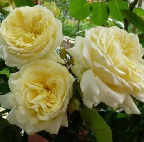 Купить саженцы розы плетистой Эльф 