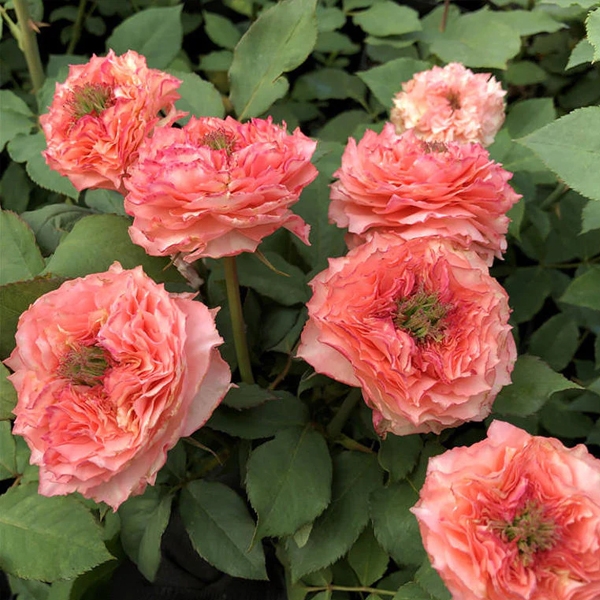 Купить саженцы розы чайно-гибридной Корона