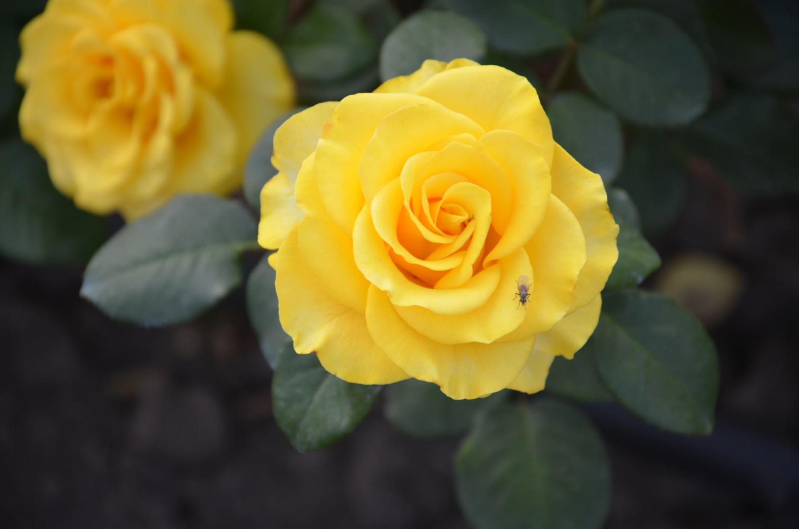 Купить саженцы розы чайно-гибридной Кёрн