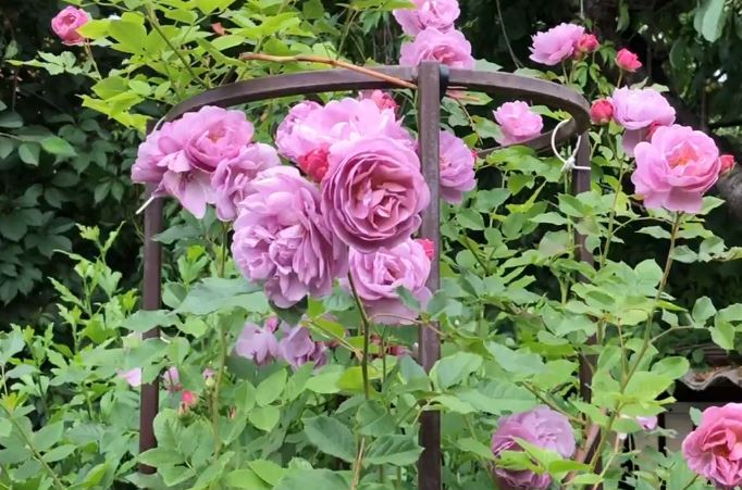 Купить саженцы розы плетистой Лавандовый букет