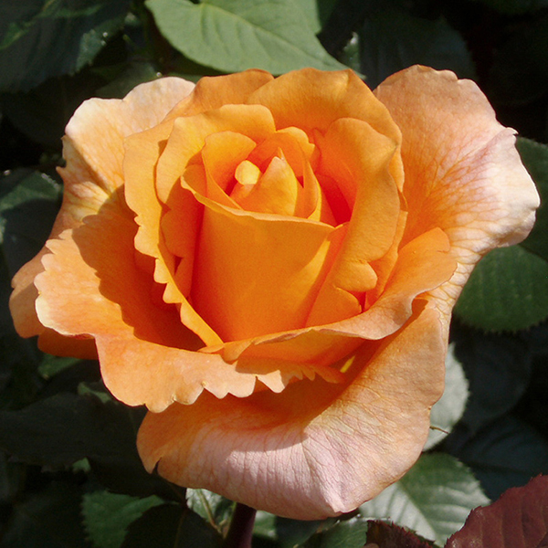 Купити саджанці троянди чайно-гібридної Луї де Фюнес