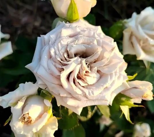 Купить саженцы розы чайно-гибридной Мента