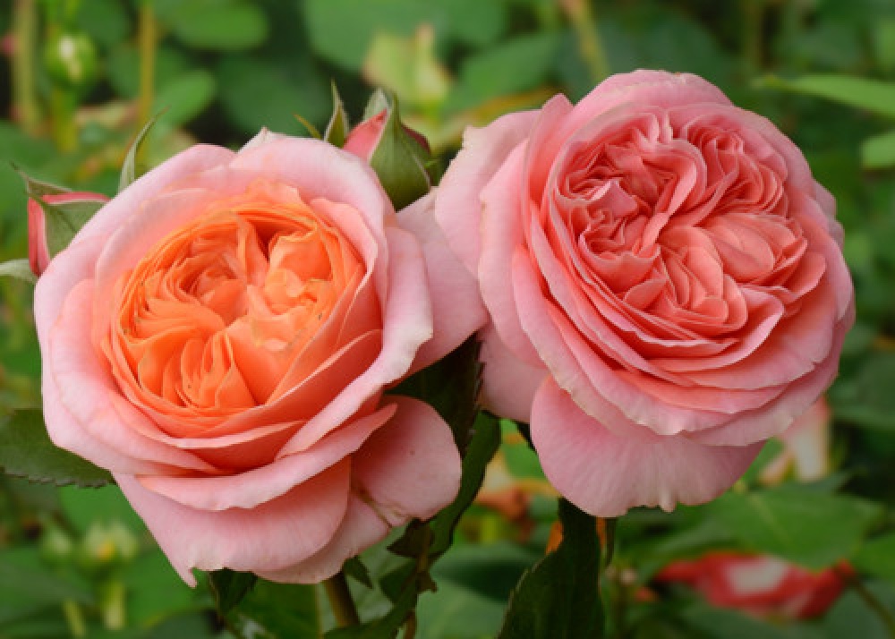 Купити саджанці троянди чайно-гібридної Мері Енн