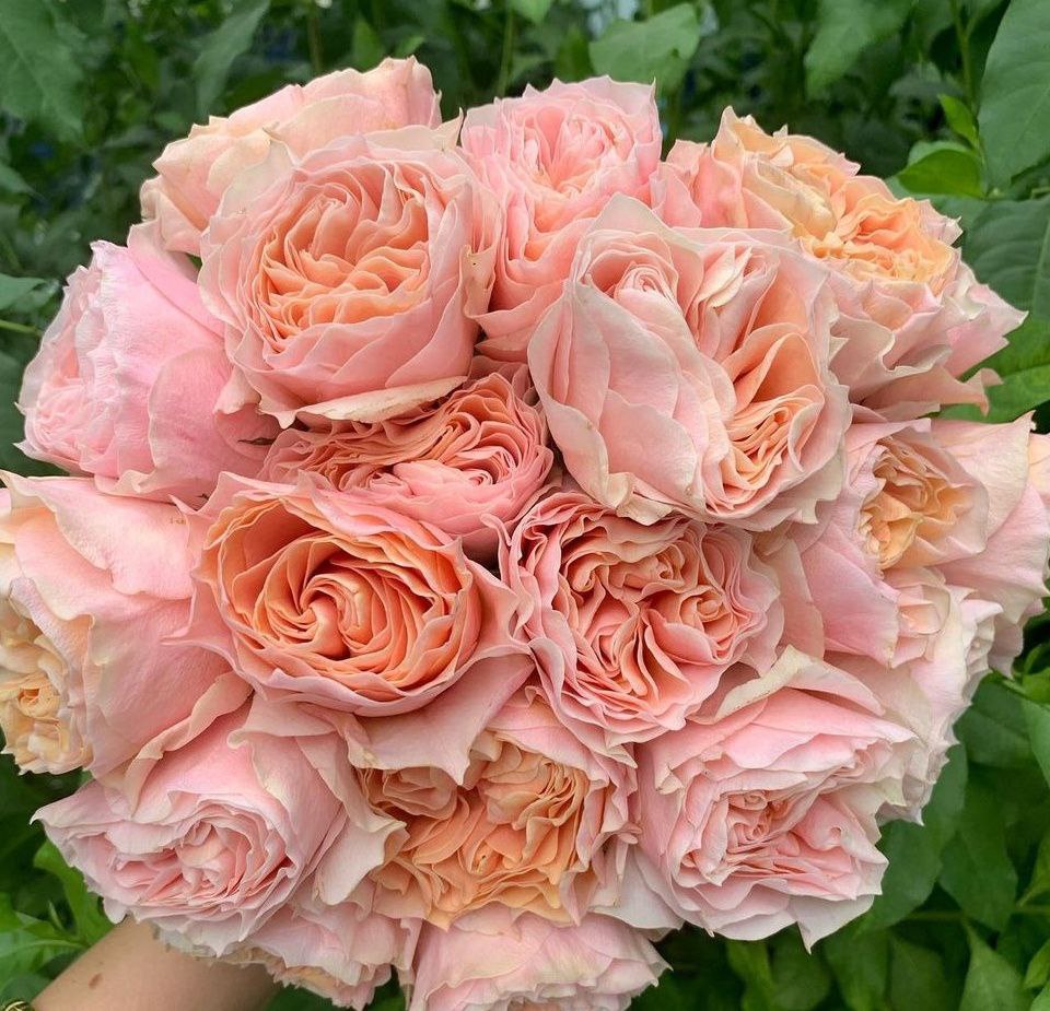 Купить саженцы розы чайно-гибридной Нагиса