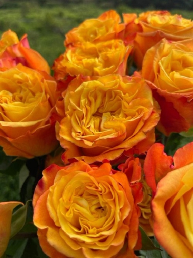 Роза чайно-гибридная "Орандж Рива" №36Г