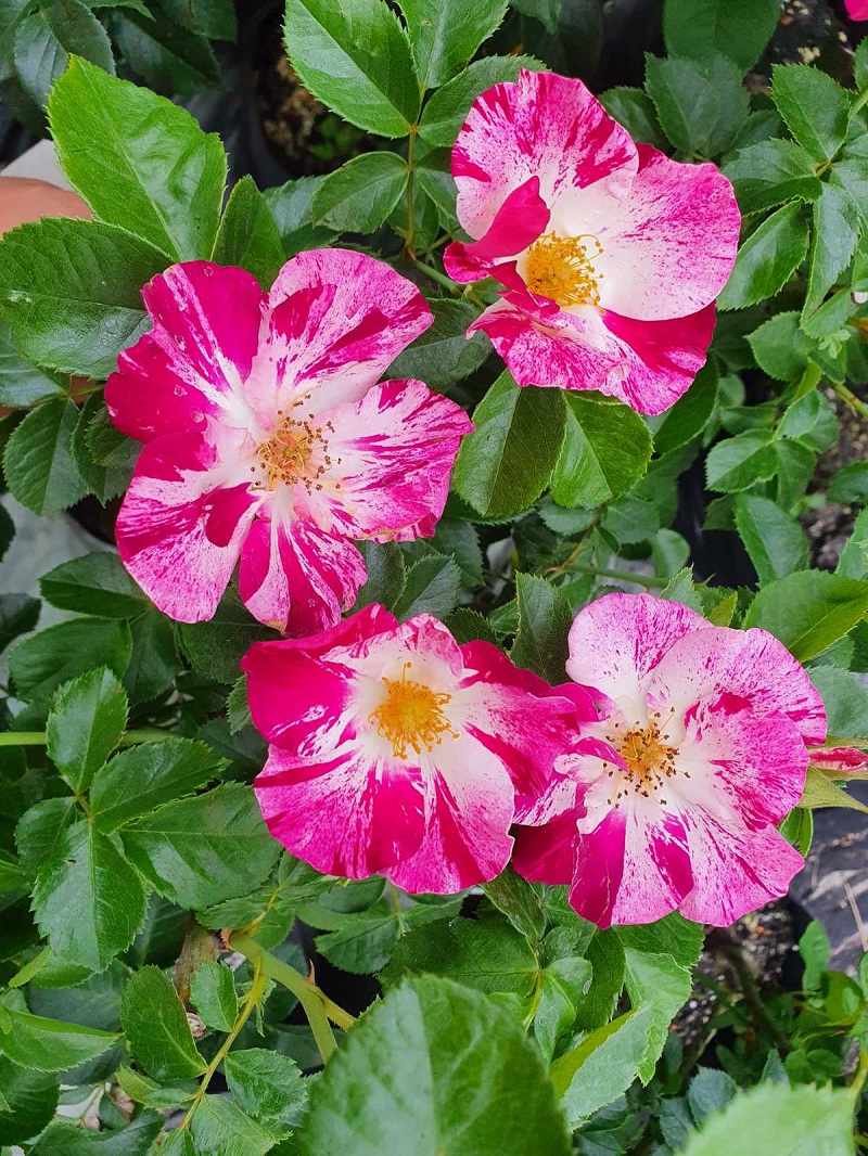 Купить саженцы розы плетистой Перпл сплеш