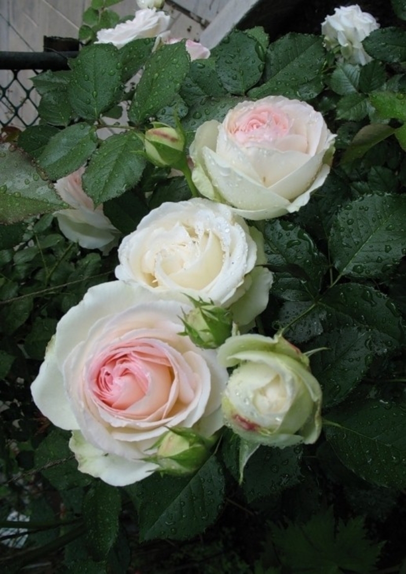 Купить саженцы розы плетистой Поле Рояль