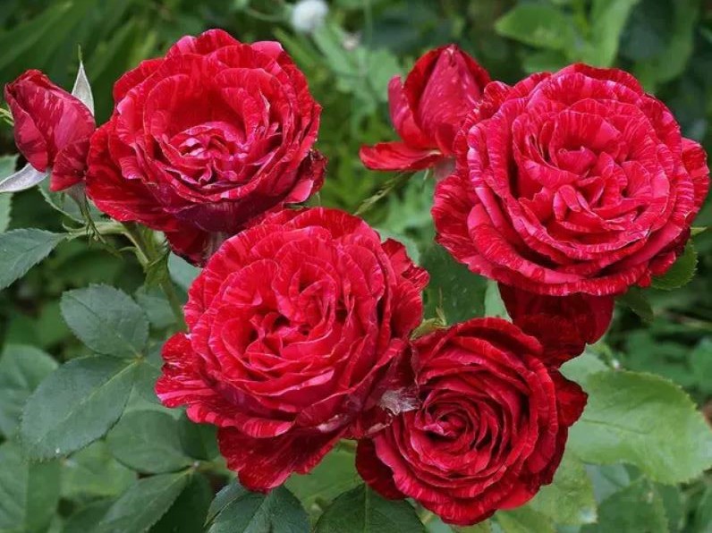 Купить саженцы розы чайно-гибридной Ред Интуишн