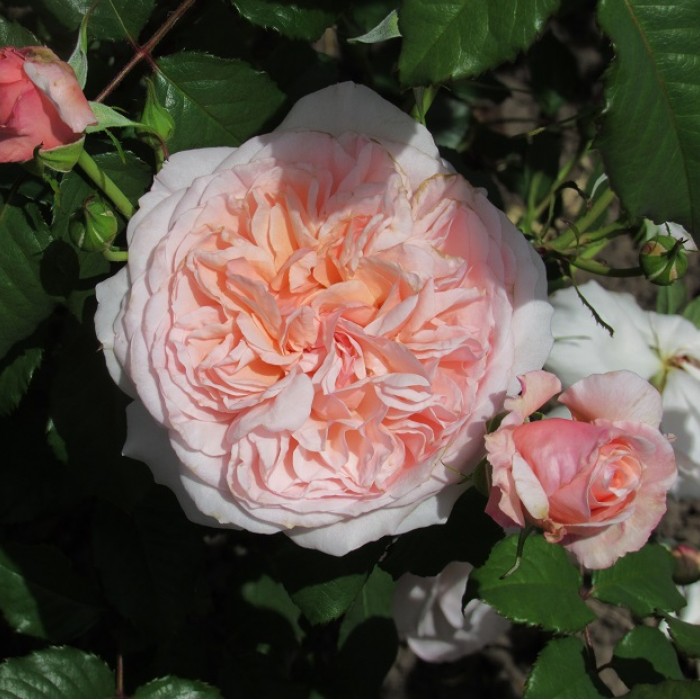 Купить саженцы розы плетистой Роуз де Толбиак