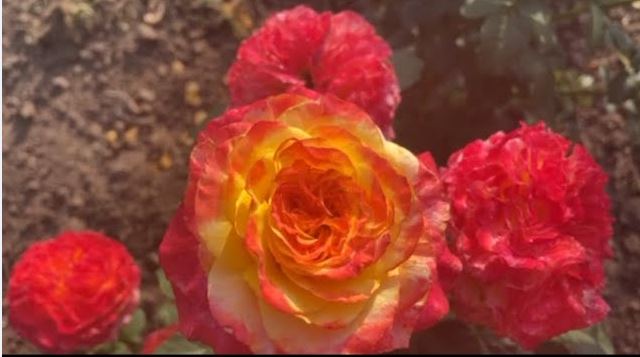 Купить саженцы розы чайно-гибридной Савера