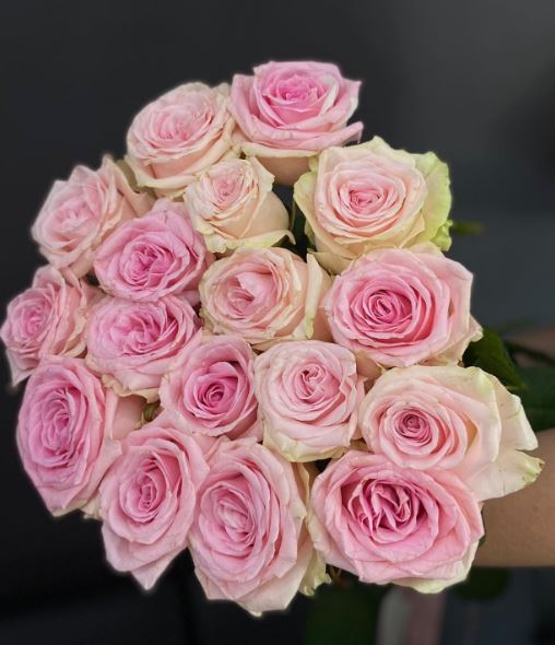 Купить саженцы розы чайно-гибридной Свит Доломити 