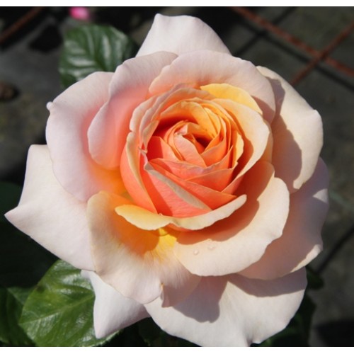 Купить саженцы розы чайно-гибридной Свит Ревелейшн