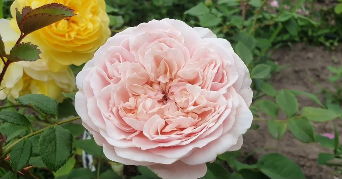 Купить Розу чайно-гибридную "Сенлитсу" №34В