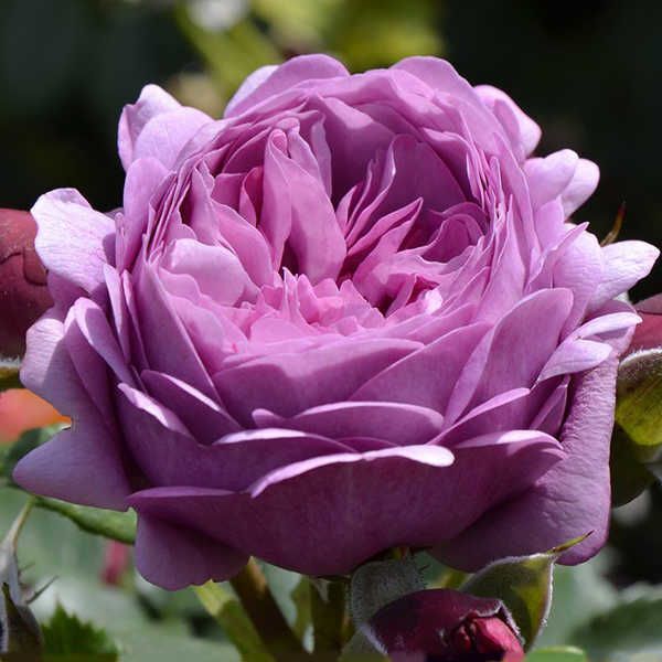 Купить саженцы розы чайно-гибридной Тельма