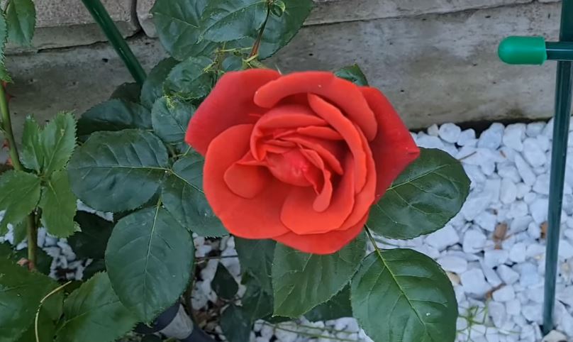 Купить саженцы розы чайно-гибридной Теракота