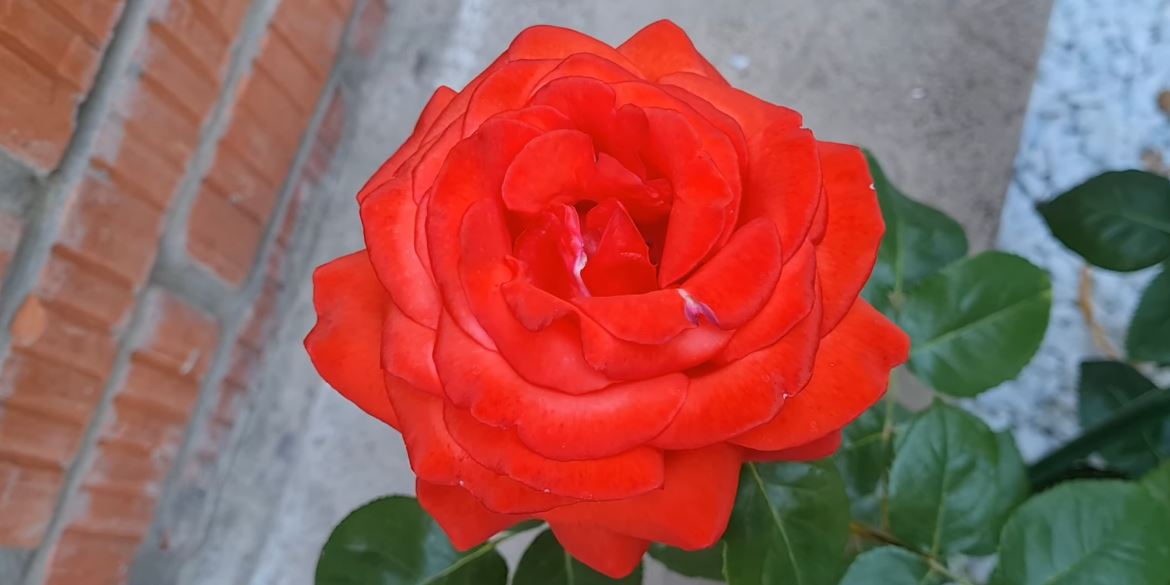 Купить саженцы розы чайно-гибридной Теракота