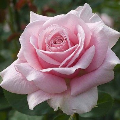 Купити саджані троянди Фредерік Містраль