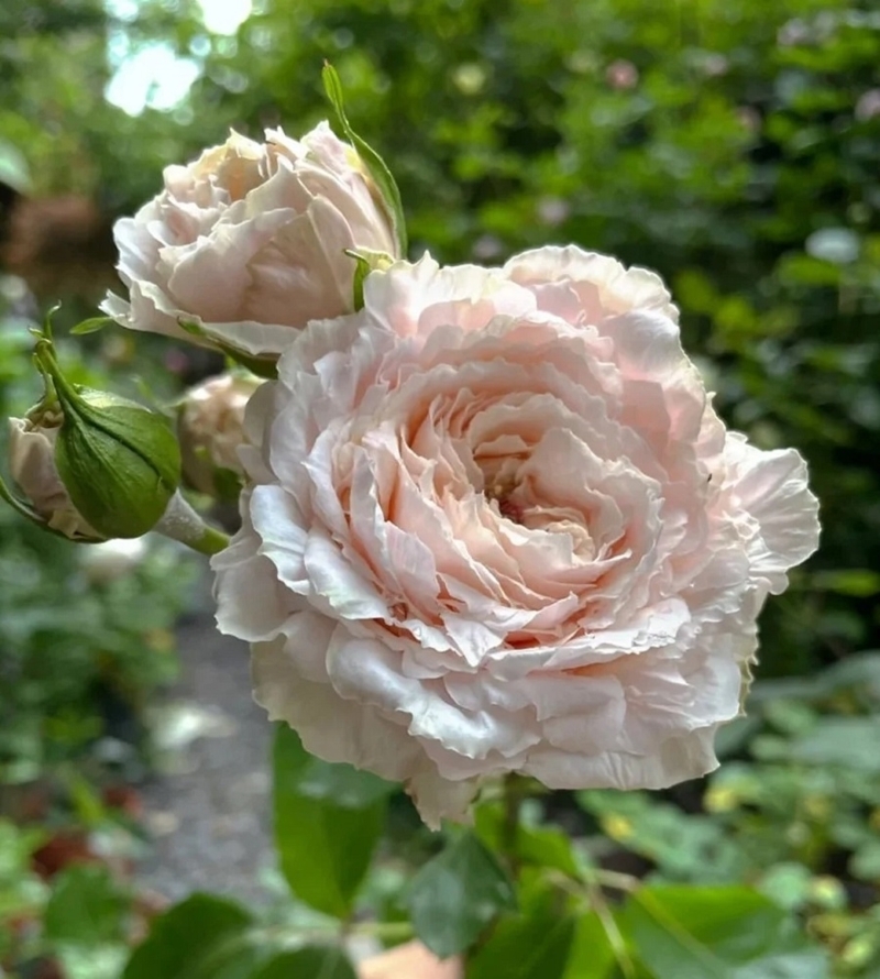 Купить саженцы розы чайно-гибридной Цумуги