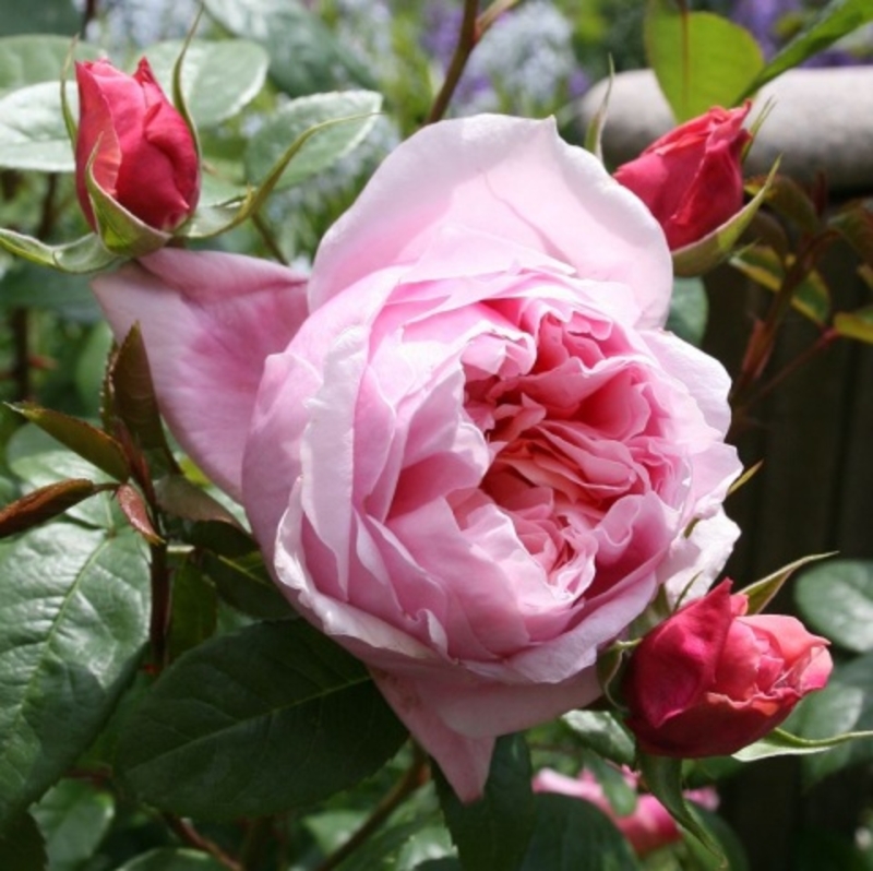 Роза чайно-гибридная "Шоне Мэйд" №47А