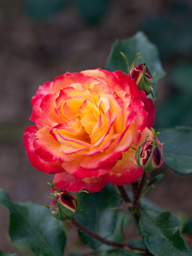 Купить саженцы розы чайно-гибридной Вулканика