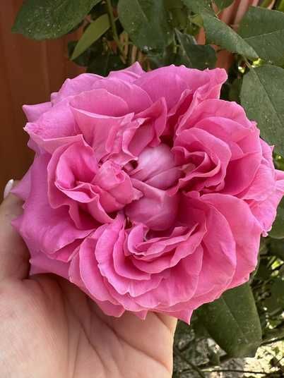 Купить саженцы розы Эшли