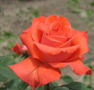 Купить саженцы розы чайно-гибридной Фолос