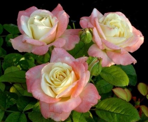 Роза чайно-гибридная "Фиджи" №17В