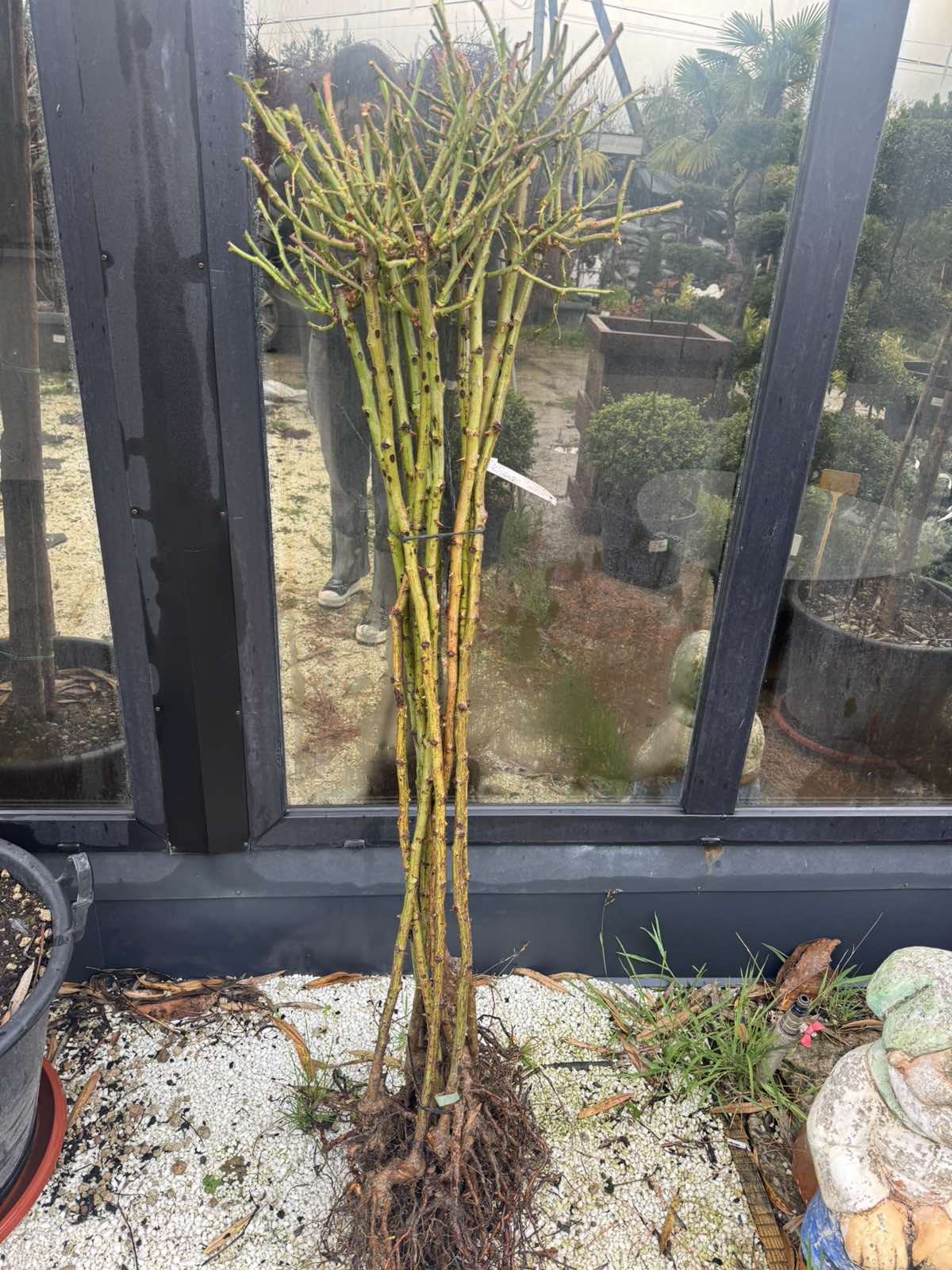 Купить саженцы роз на штамбе