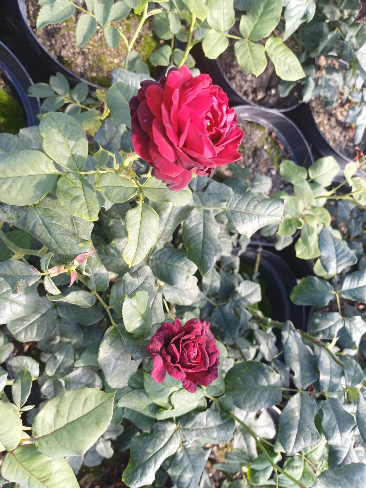 Купити саджанець троянди флорібунди Чорний Адем