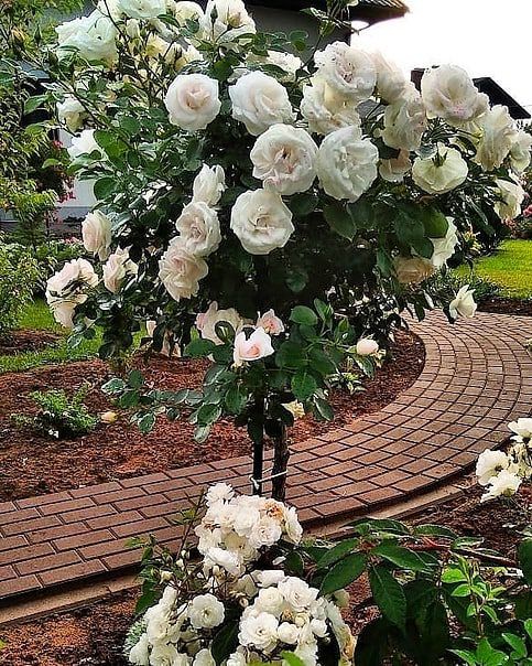 Купити саджанці троянди Шопен на штамбі 