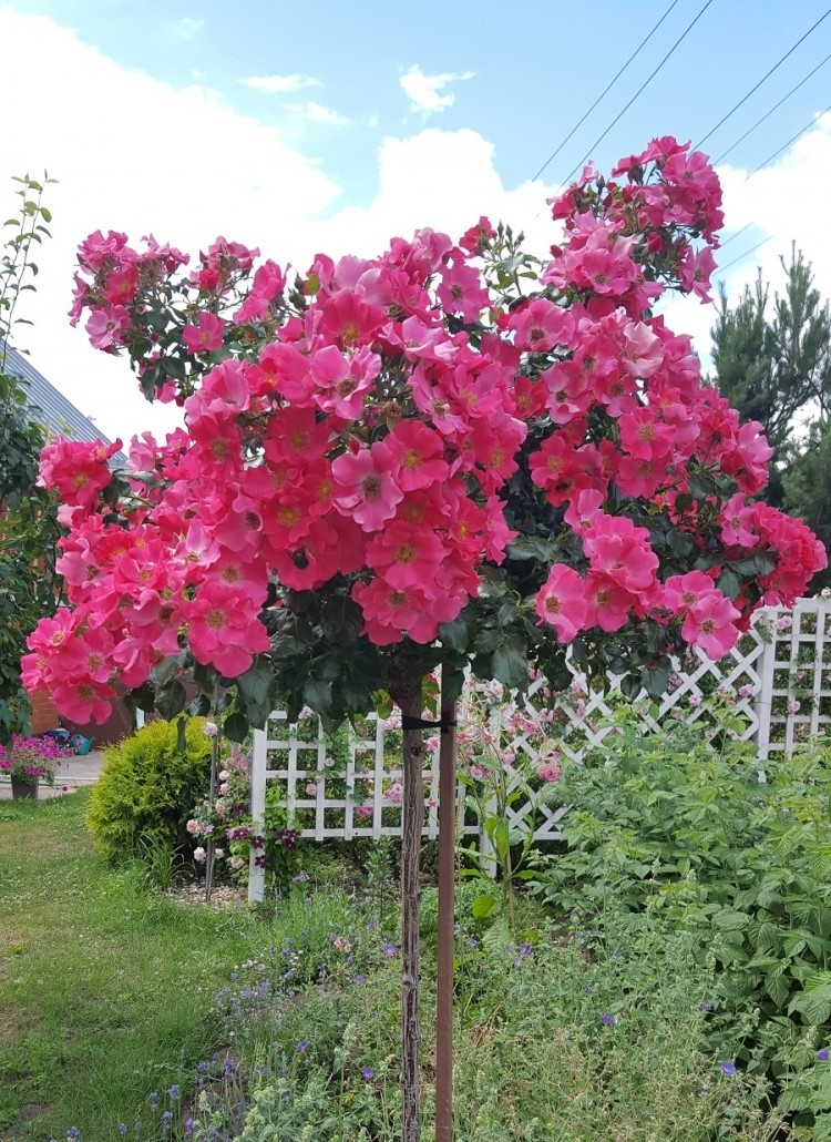 Купить саженцы розы почвопокровной Штадт Ром на штамбе