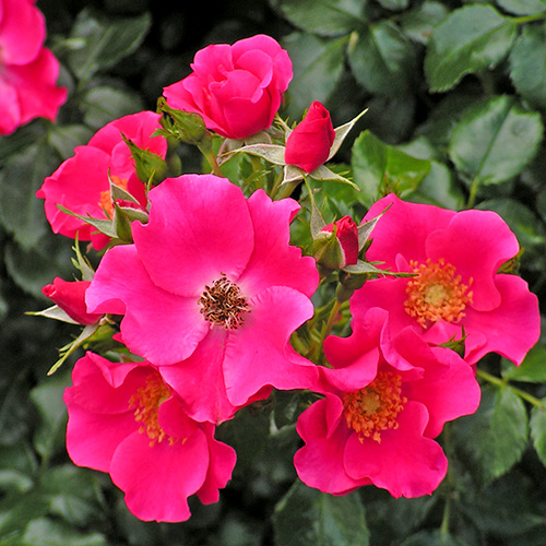 Купить саженцы розы почвопокровной Штадт Ром на штамбе