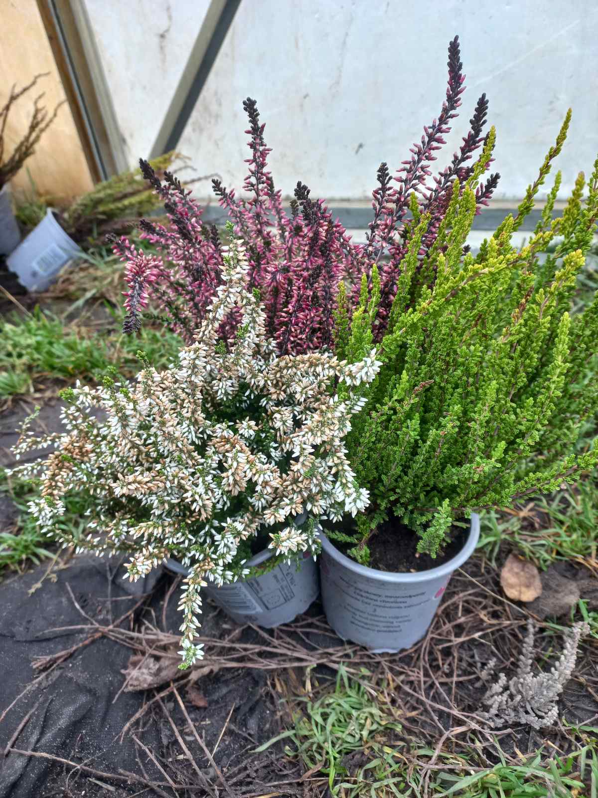 Купити верес