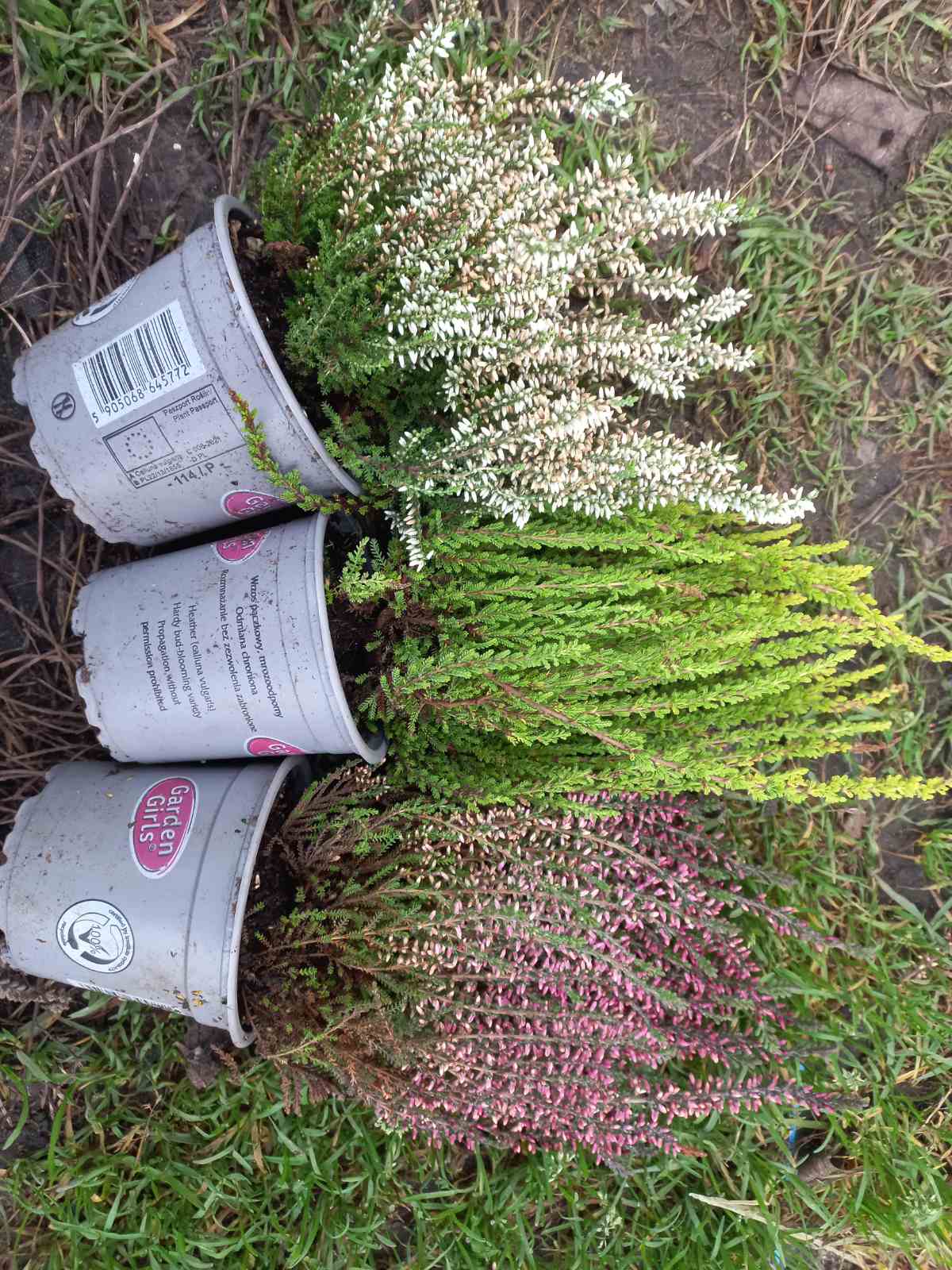 Купити верес