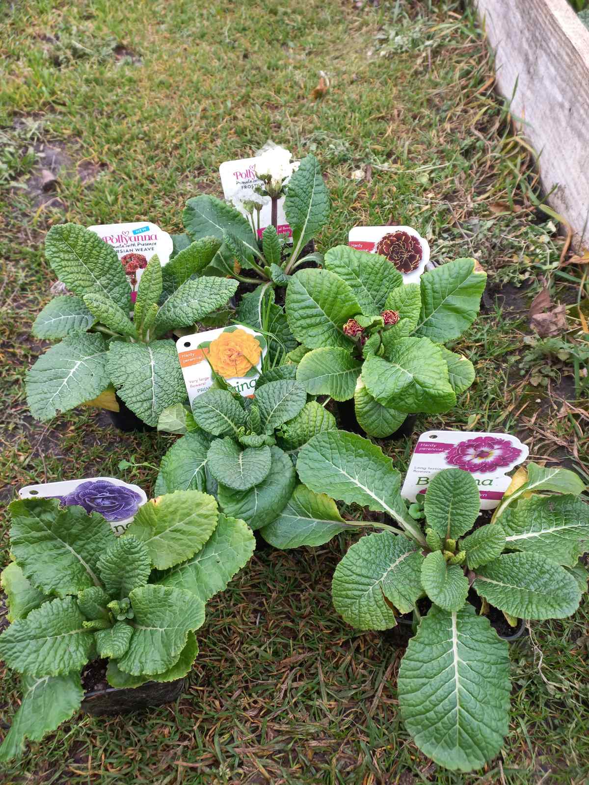 Купити примулу