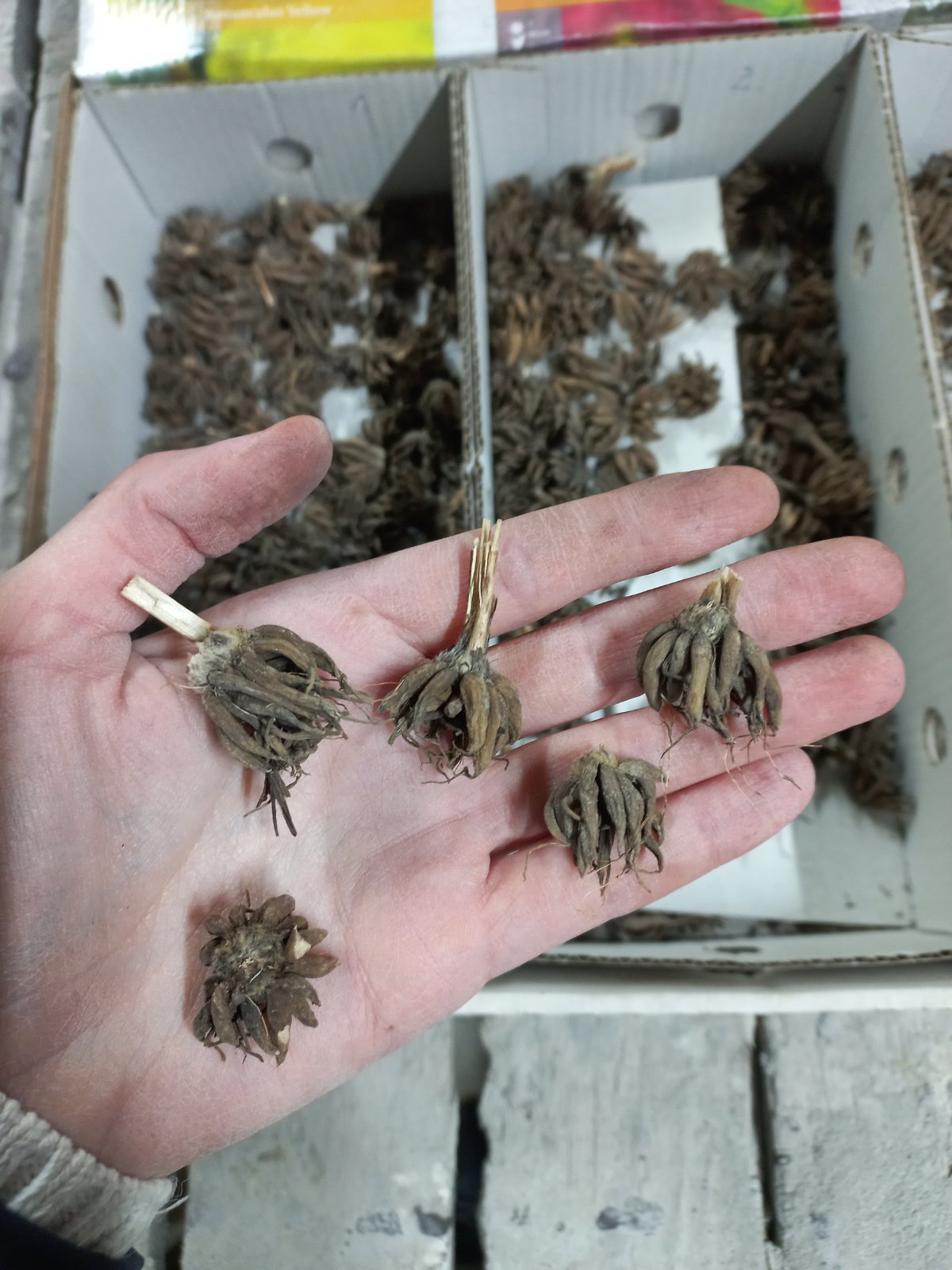 Купити лютики