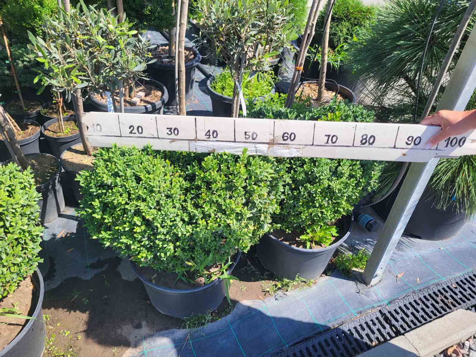 Купити саджанці самшитів в вигляді сердця