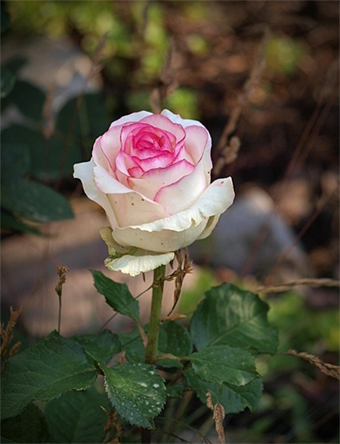 Купить саженцы розы чайно-гибридной Дольче Вита