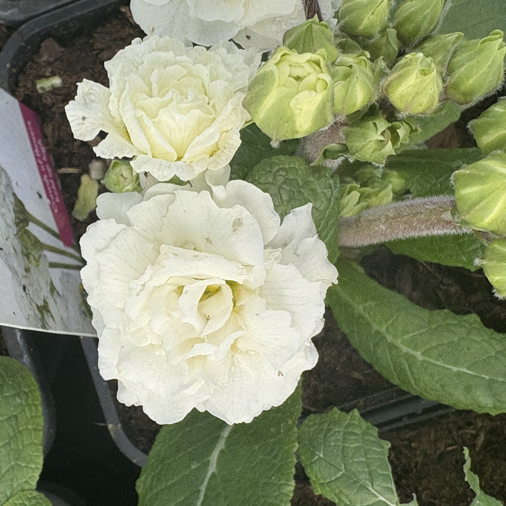 Примула "Frosty White" (Фрости Уайт)