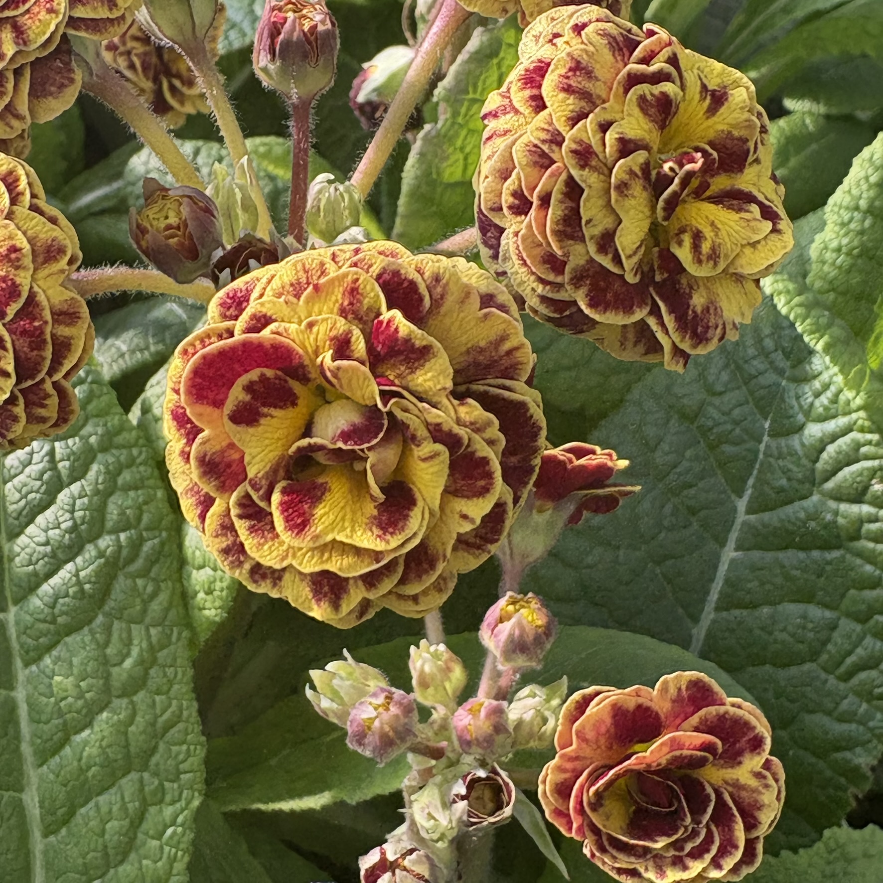 Примула "Persian Weave" (Персиан Вив)