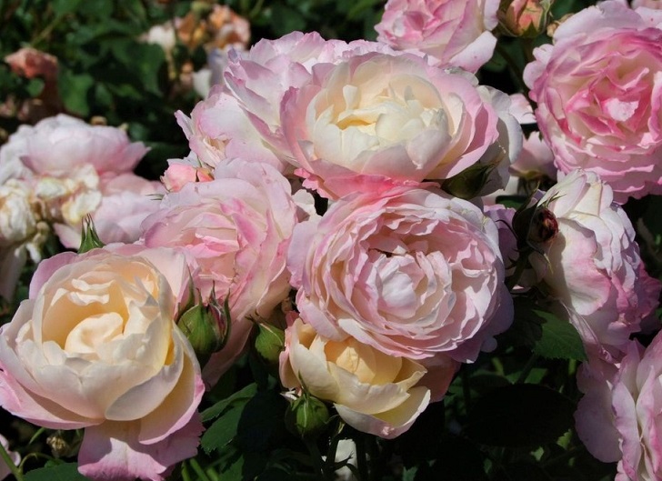 Купить саженцы розы флорибунды Андре Бриш