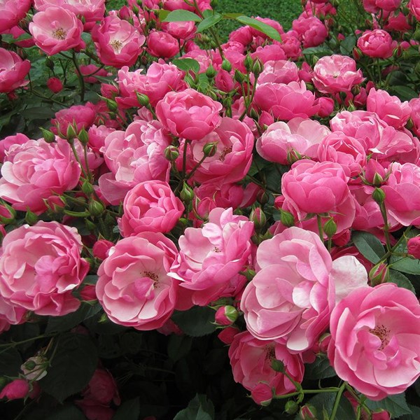 Купить саженцы розы флорибунды Анжела