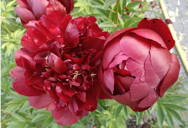 Купить корневище пиона травянистого Бакай Белль