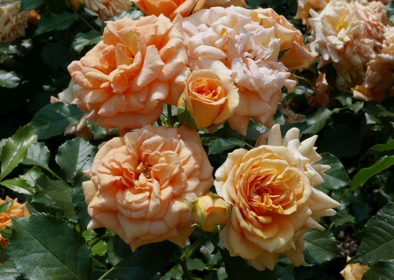 Купить саженцы розы флорибунди Бентхаймер Голд