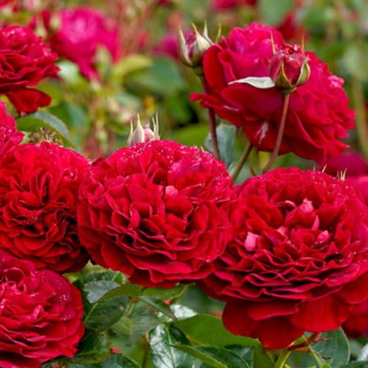 Купити саджанці троянди флорібунди Бордо 