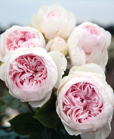 Купить саженцы розы флорибунди Герцогиня Кристиана 