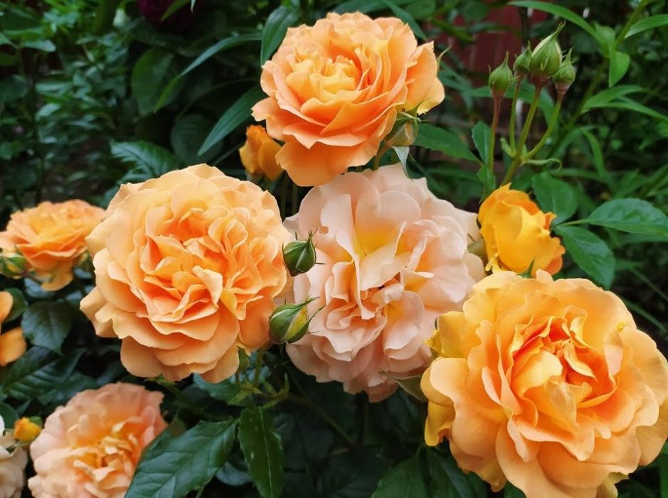 Купить саженцы розы флорибунды Голдельзе