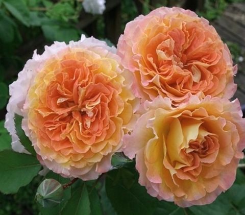 Купить саженцы розы шраб Джеф Артист